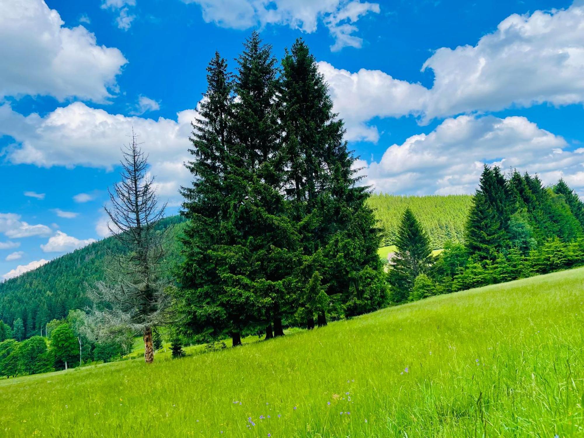Gorska Cisza - Duzy, Komfortowy, Wyjatkowy Apartament Stronie Śląskie Dış mekan fotoğraf