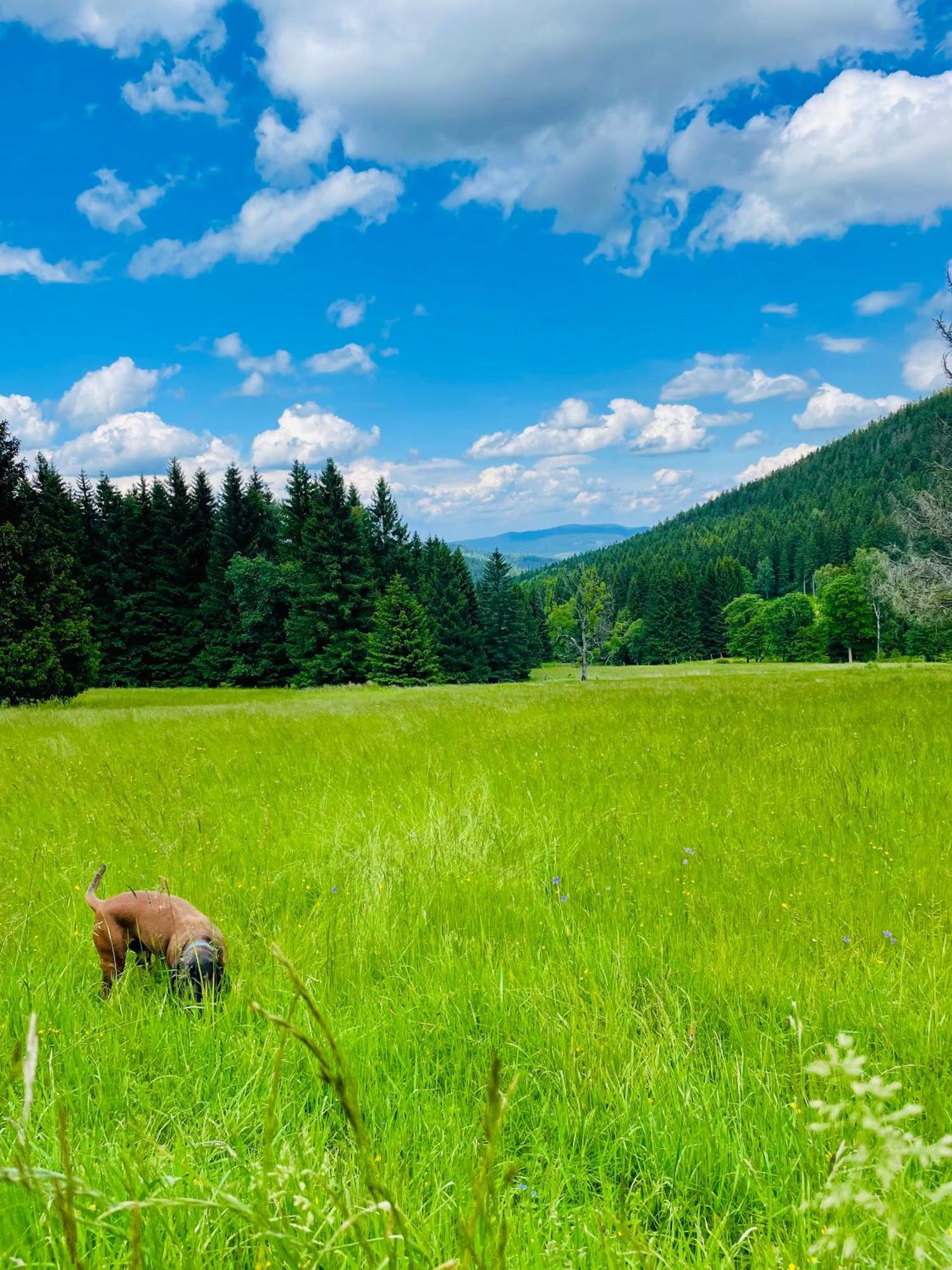 Gorska Cisza - Duzy, Komfortowy, Wyjatkowy Apartament Stronie Śląskie Dış mekan fotoğraf