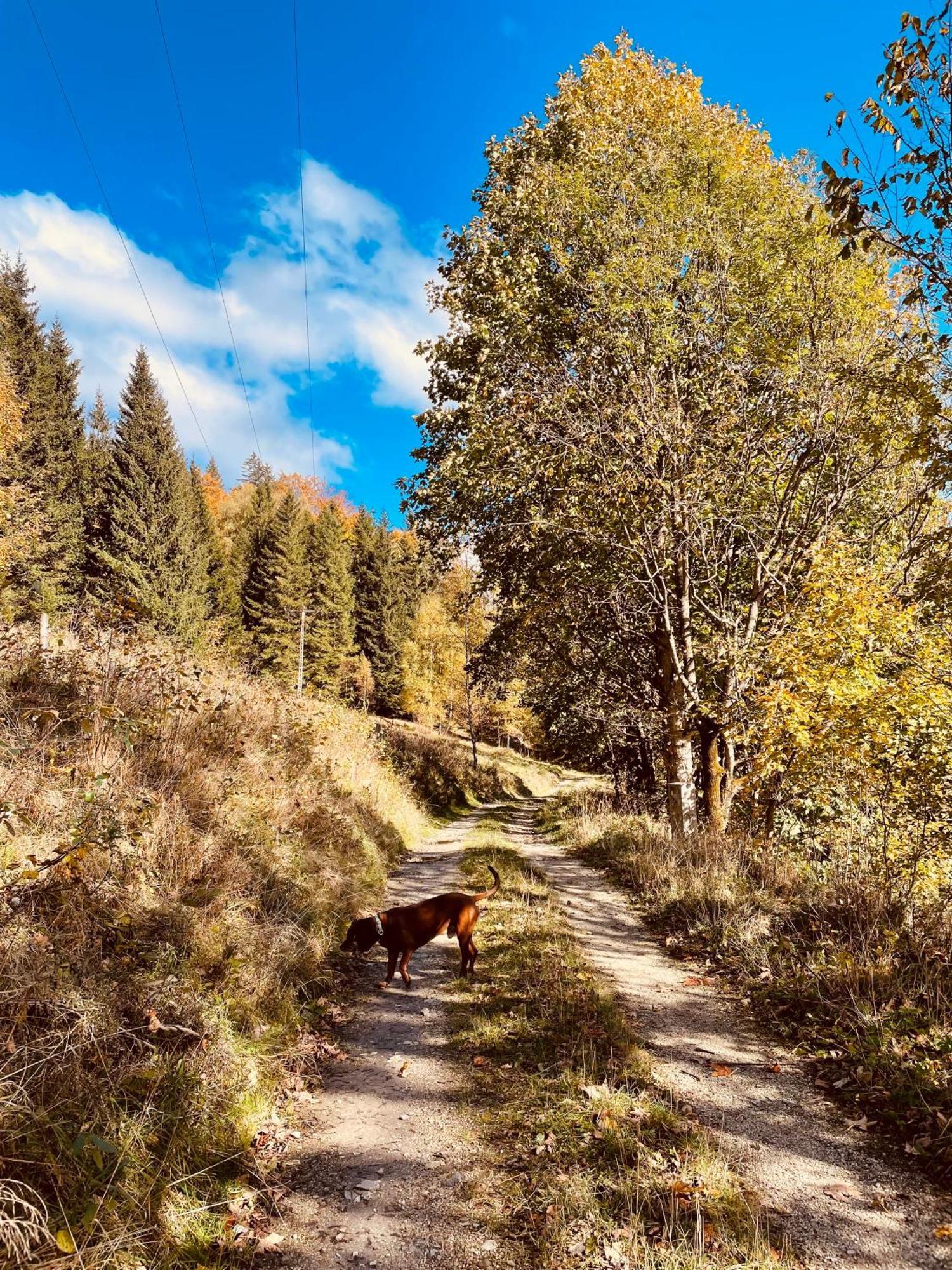Gorska Cisza - Duzy, Komfortowy, Wyjatkowy Apartament Stronie Śląskie Dış mekan fotoğraf